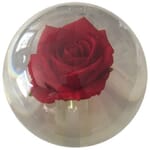 Rose Ball Red **14lb 8oz**